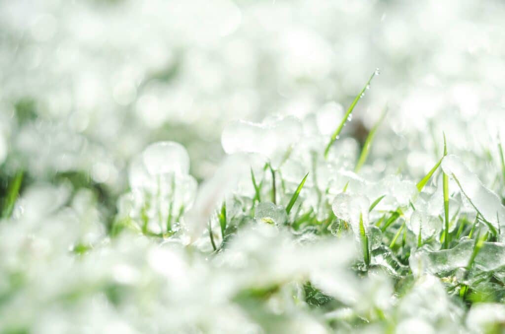 Hail on Grass